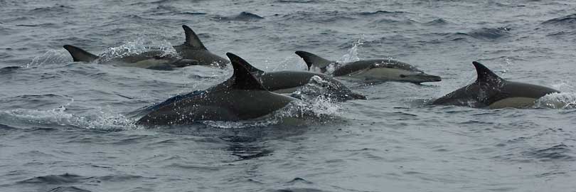 Common dolphin
