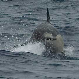 common dolphin