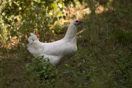 hen