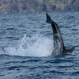 Risso's Dolphin