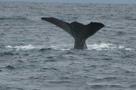 Sperm Whale