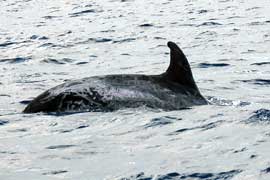 Risso's dolphin