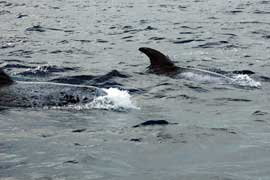Risso's dolphin