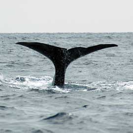 Sperm Whales