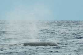 Sperm whales