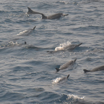 spotted and spinners