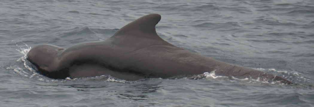 pilot whale