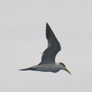 tern