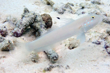 goby