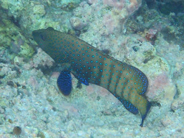peacock grouper