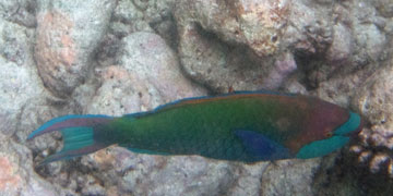parrotfish