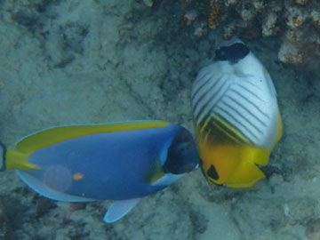 butterflyfish