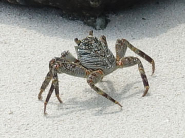 crab