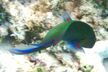 moon wrasse