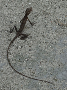 lizard