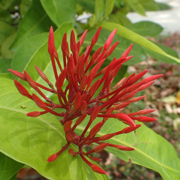 red flower