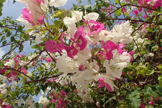 bourgainvillea
