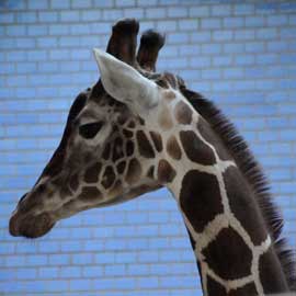 giraffe