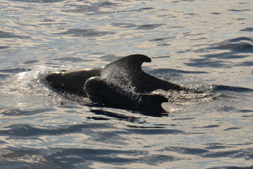 pilot whales