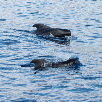 pilot whales