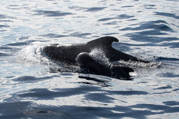pilot whales