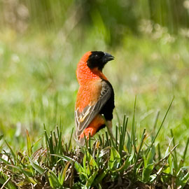 Southern Red Bishop