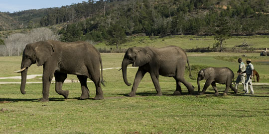 elephants