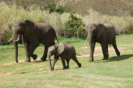 elephants