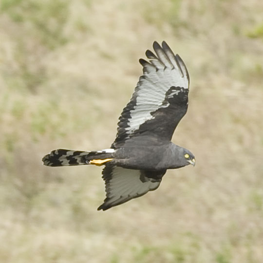 black harrier