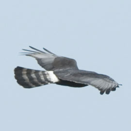 black harrier