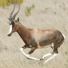 bontebok