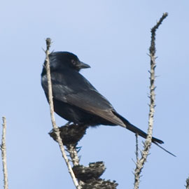 drongo