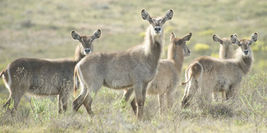 waterbuck