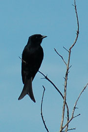 fork-tailed drongo