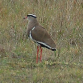 three banded plover