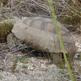 tortoise