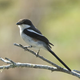 fiscal shrike