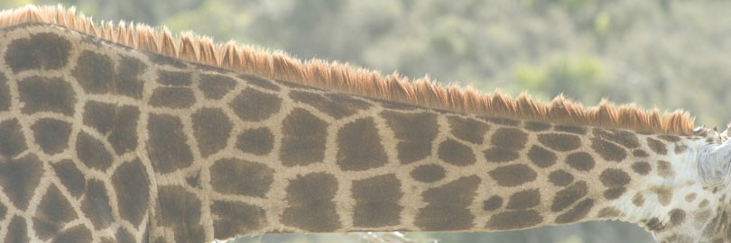 giraffe