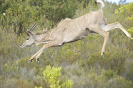 kudu