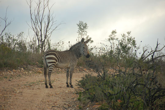 zebra