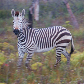 zebra