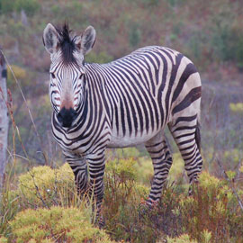 zebra