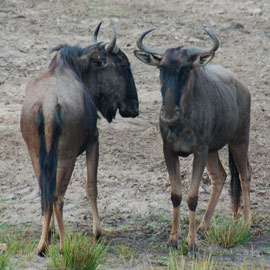 wildebeest