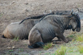 wildebeest