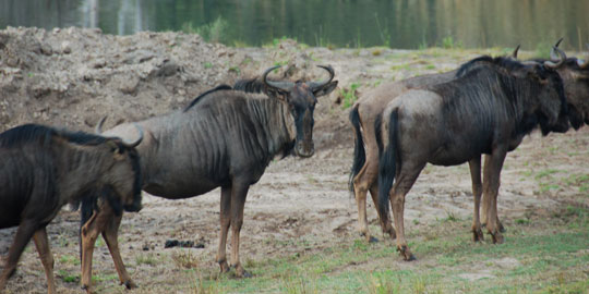 wildebeest