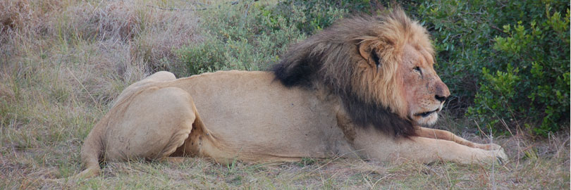 lion