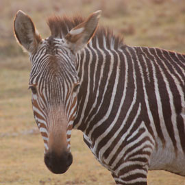 zebra