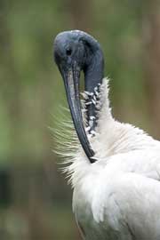 ibis