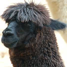 alpaca