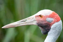 brolga